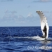 whale_humpback_h_00698_dom2767.jpg